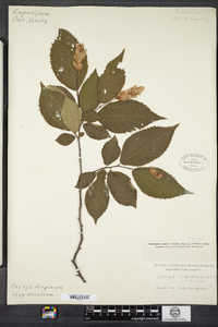 Ostrya virginiana image