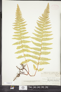 Dennstaedtia punctilobula image