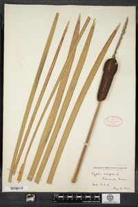 Typha latifolia image