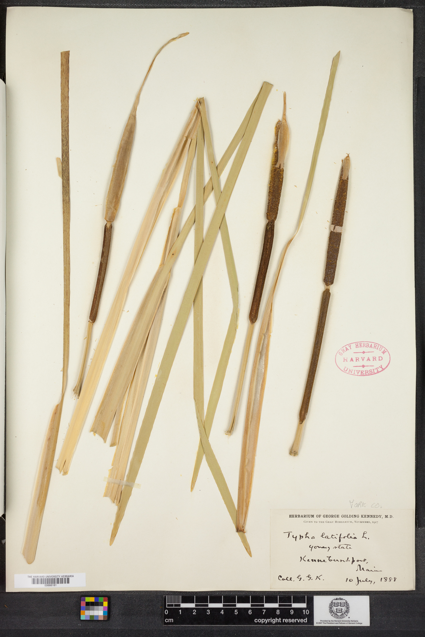 Typha latifolia image