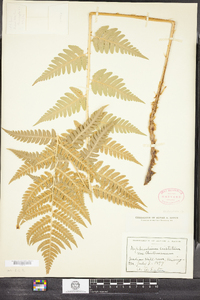 Dryopteris clintoniana image