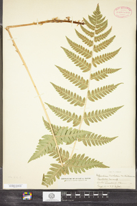 Dryopteris clintoniana image