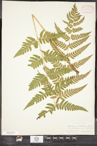 Dryopteris clintoniana image