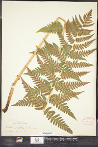 Dryopteris clintoniana image