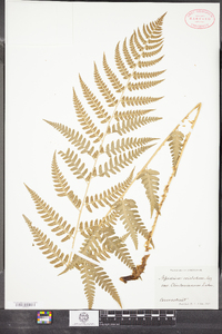 Dryopteris clintoniana image