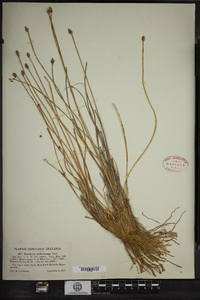 Eleocharis melanocarpa image