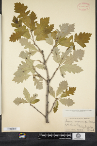 Quercus macrocarpa image