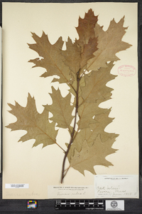 Quercus rubra image