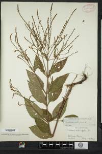 Verbena urticifolia image