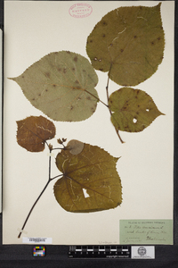 Tilia americana image