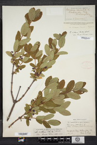 Lonicera villosa image