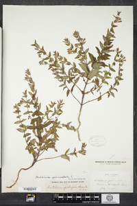 Scutellaria galericulata image