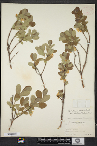 Lonicera villosa image