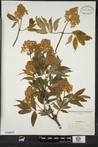 Sambucus racemosa image