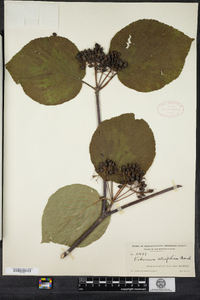 Viburnum lantanoides image