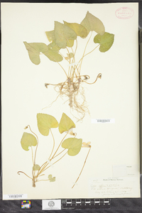 Viola filicetorum image