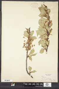 Prunus avium image