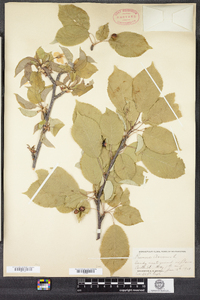 Prunus avium image