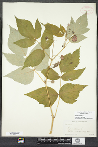 Rubus idaeus image