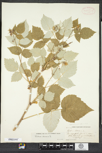 Rubus idaeus image