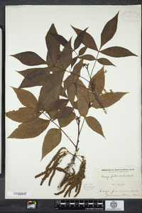 Carya glabra image