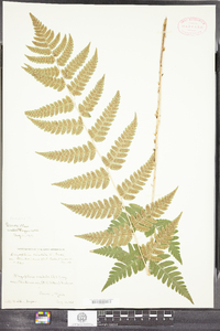 Dryopteris cristata image