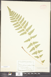 Dryopteris cristata image