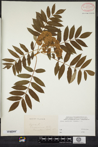 Sorbus americana image