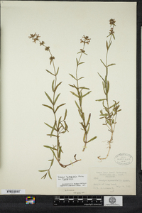 Stachys hyssopifolia image