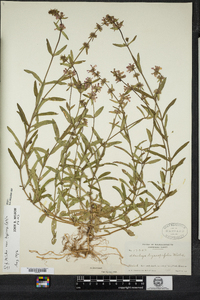 Stachys hyssopifolia image