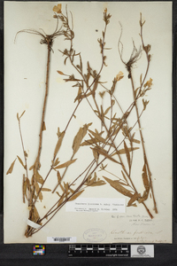 Oenothera fruticosa image