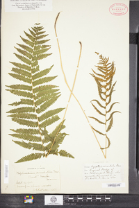 Thelypteris simulata image