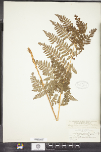 Dryopteris campyloptera image