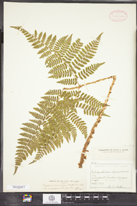 Dryopteris campyloptera image