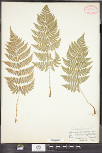 Dryopteris carthusiana image