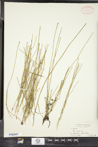 Equisetum variegatum image