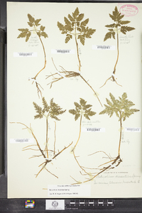 Botrychium dissectum image