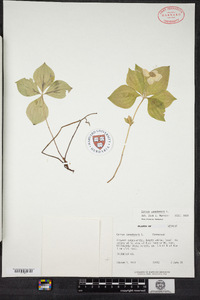 Cornus canadensis image