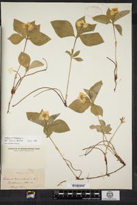 Cornus canadensis image