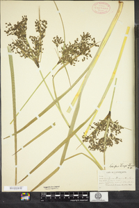 Scirpus longii image