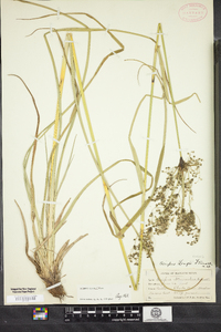 Scirpus longii image