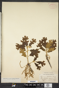 Quercus stellata image