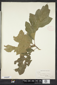 Quercus velutina image