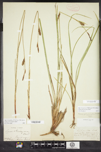 Carex polymorpha image