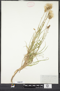 Tragopogon lamottei image