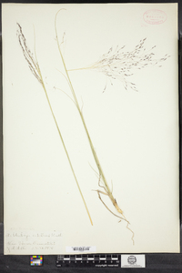 Muhlenbergia capillaris image