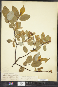 Salix pyrifolia image