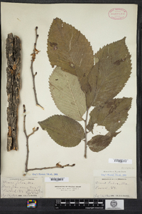 Ulmus rubra image