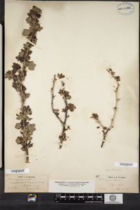 Ribes hirtellum image