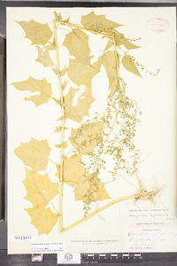 Chenopodium simplex image